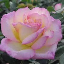 Rosa 'Peace': rózsaszín-sárga