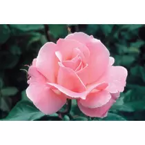 Rosa 'Queen of England': rózsaszín