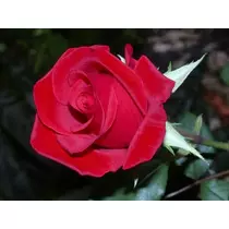 Rosa 'Red Delight': piros