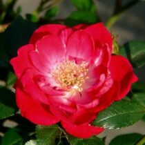 Rosa 'Rote Fairy'