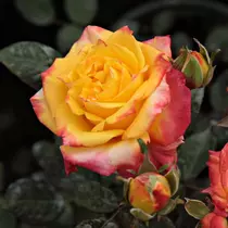 Rosa 'Rumba': sárga-piros