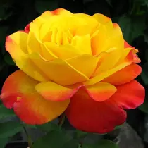 Rosa 'Samba': sárga-piros