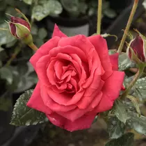 Rosa 'Scarlet': piros