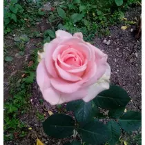 Rosa 'Silvinetta': rózsaszín