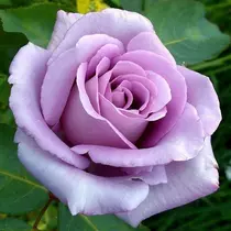 Rosa 'Sissi': lila