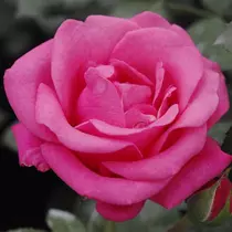 Rosa 'Tom Tom': rózsaszín