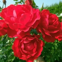 Rosa 'Limesglut'