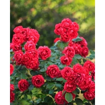 Rosa 'Rote The Fairy' - 