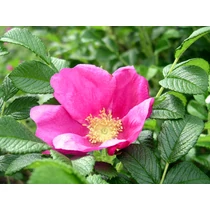 Rosa rugosa 'Pink Roadrunner'® - Telt virágú japán rózsa