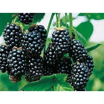Rubus fruticosus 'Glorniwa' - 