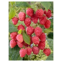 Rubus idaeus 'Delniwa'® /Javított Polana/ - Dolniwa málna