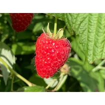 Rubus idaeus 'Husaria'® - 