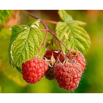 Rubus idaeus 'Przehyba' - Przehyba málna