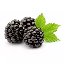 Rubus occidentalis 'Black Jewel'