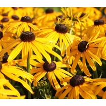 Rudbeckia fulgida var. Deamii (Pompás kúpvirág)