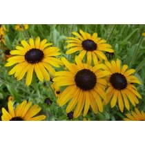 Rudbeckia fulgida var. speciosa (Pompás kúpvirág)