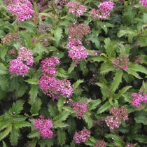 Spiraea japonica Crispa – japán gyöngyvessző