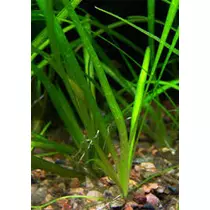 Sagittaria Subulotta akváriumi növény