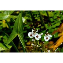 Sagittaria sagitifolia - Közönséges nyílfű kerti tavi növény