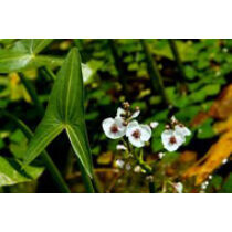 Sagittaria sagitifolia - Közönséges nyílfű kerti tavi növény
