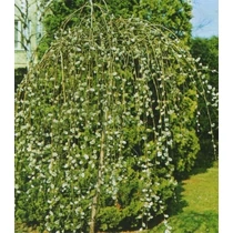 Salix caprea 'Kilmarnock' - Szomorú barkafűz