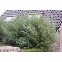 Salix eleagnos 'Angustifolia' - Keskenylevelű fűz