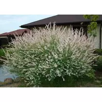 Salix integra 'Hakuro-Nishiki' – Fehér-rózsaszín tarka levelű japán fűz