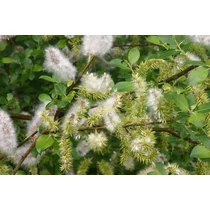 Salix repens nitida - Kúszó fűz