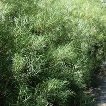 Salix rosmarinifolia – Serevényfűz