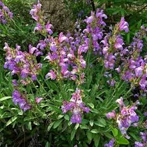 Salvia officinalis