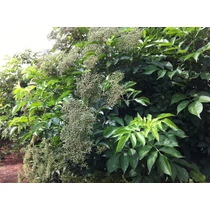 Sambucus nigra 'Haidegg 17' - 