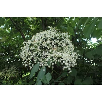 Sambucus nigra 'Sampo' - 