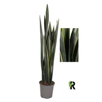 Sansevieria BLACK GOLDEN