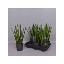 Sansevieria CY EGYENES