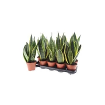 Sansevieria FUTURA SUPERB