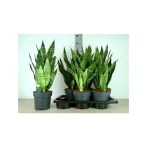 Sansevieria GOLDEN EDGE