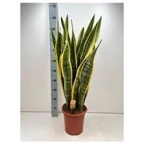 Sansevieria LAURENTII
