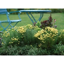 Santolina chamaecyparissus 'Edward Bowles' - 