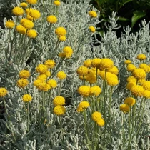 Santolina chamaecyparissus (Hamvas cipruska)
