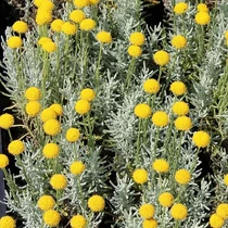 Santolina chamaecyparissus 'Lambrook Silver' - 