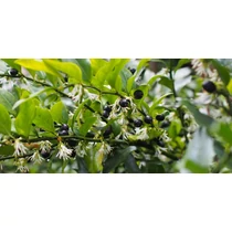 Sarcococca confusa - Bogyóspuszpáng