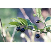 Sarcococca hookeriana - 
