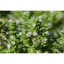 Satureja hortensis (Borsikafű)