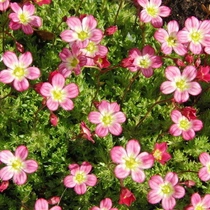 Saxifraga arendsii 'Elf Rose' (Mohalevelű kőtörőfű)