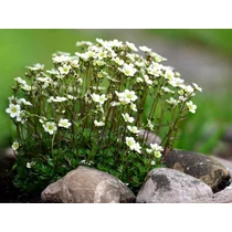 Saxifraga arendsii 'Findling' (Mohalevelű kőtörőfű)