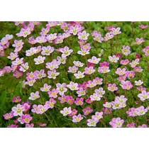 Saxifraga arendsii 'Rose' (Mohalevelű kőtörőfű)