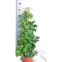 Schefflera AR COMPACTA