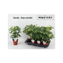 Schefflera AR GERDA