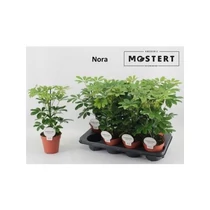 Schefflera AR NORA