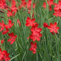 Schizostylis coccinea Major Piros Kafferliliom kerti tavi növény